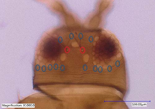 Image: Megalurothrips_usitatus03.jpg
Figure 3. Head of an adult bean flower thrips, Meagalurothris usitatus Bagnall, showing ocelli and ocellar setae (Red circle). Photograph by Rafia A. Khan, Entomology and Nematology Department, University of Florida. 